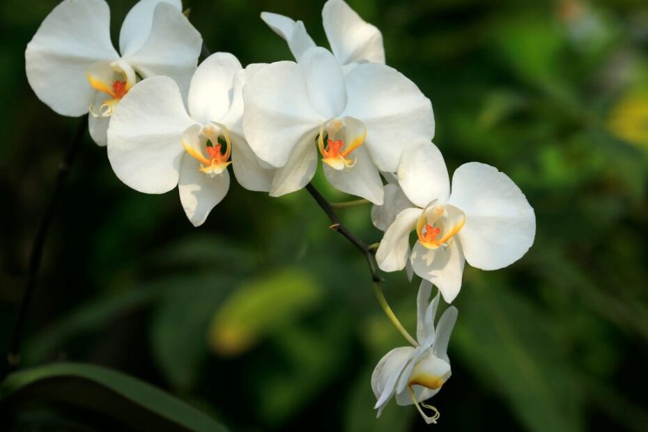 Picture of white phalaenopsis orchid