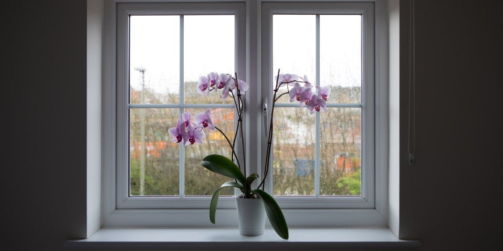 Orchid vase near window