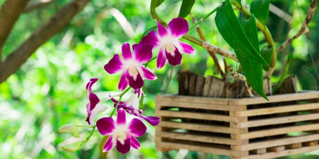 Dendrobium Orchids