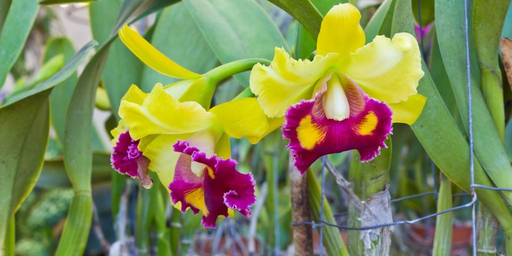 Cattleya Orchids