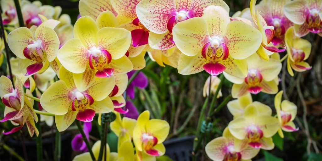 Phalaenopsis Orchids