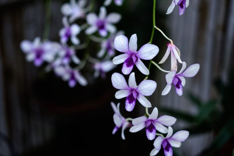 A bunch of colourful dendrobium orchid