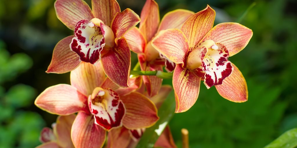Cymbidium orchids
