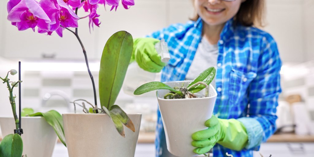 Watering to the orchids