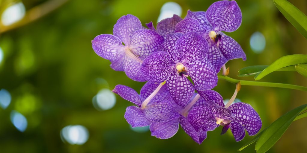 Vanda Orchids