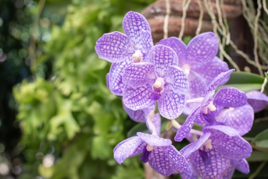 Beautiful Vanda Orchids