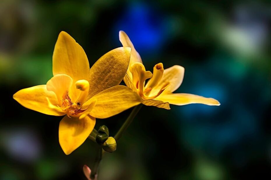 Image of Ground Orchid or Spathoglottis Orchid yellow flower