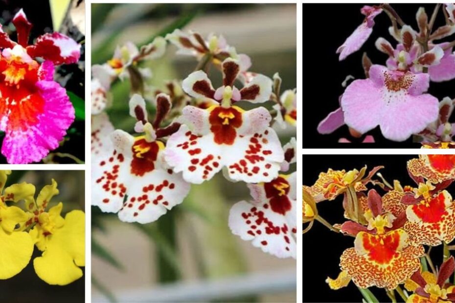 Collection of Tolumnia orchid