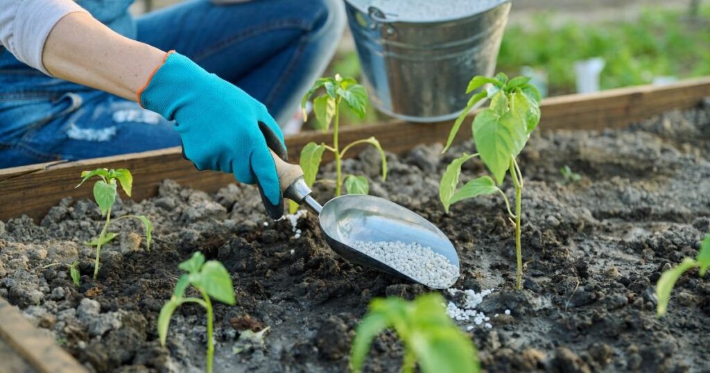 Fertilizing the Tolumnia Orchid