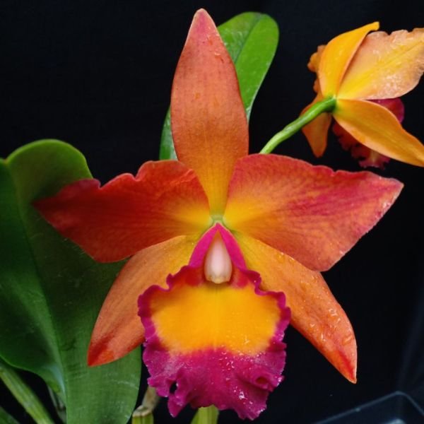 Image of Cattleya Orchid