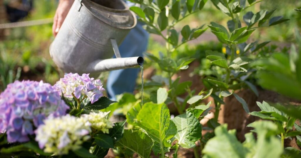 Watering of Rhynchostylis Orchids