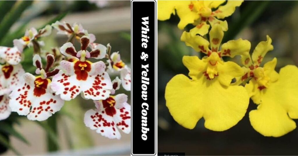 White & Yellow combo of Tolumnia orchid