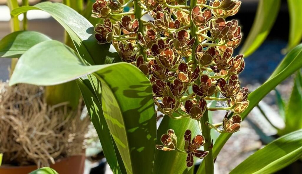 Image of Grammatophyllum Orchid