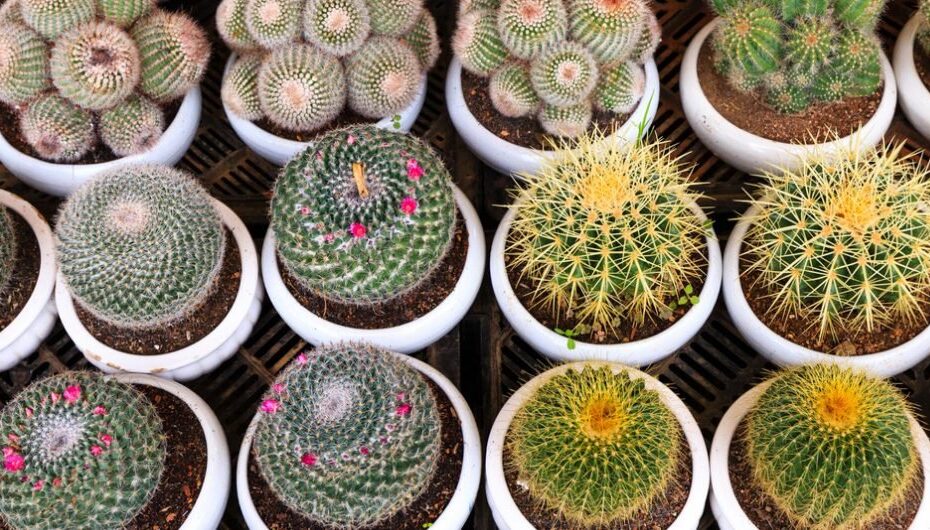 Picture of multiple cactus with pots