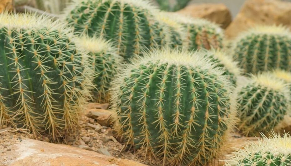 Multiple Mammillaria Plant