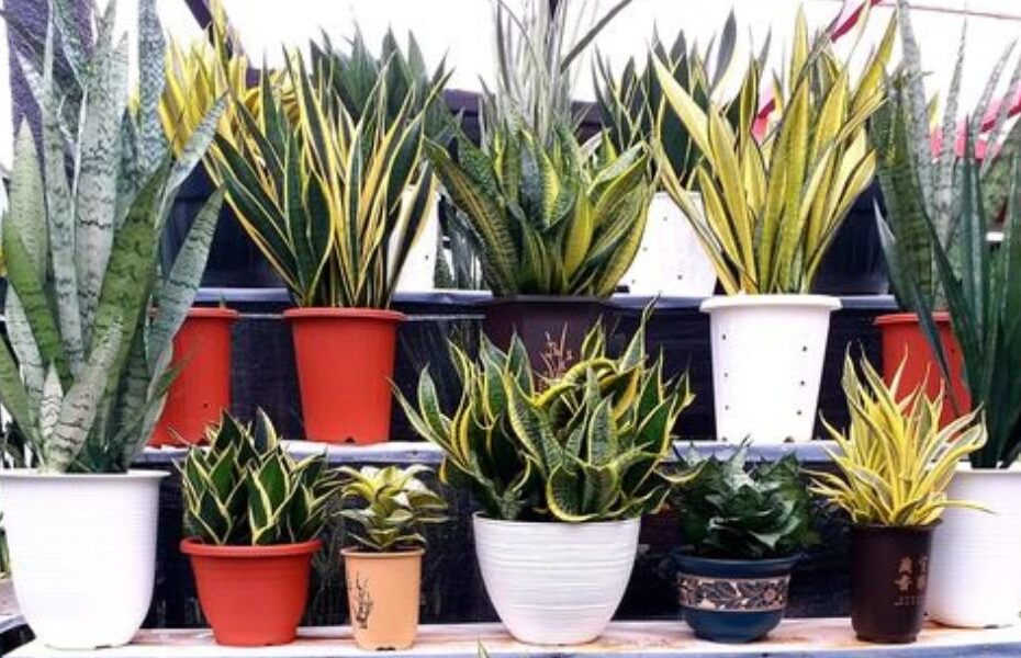 Image of Sansevieria plants