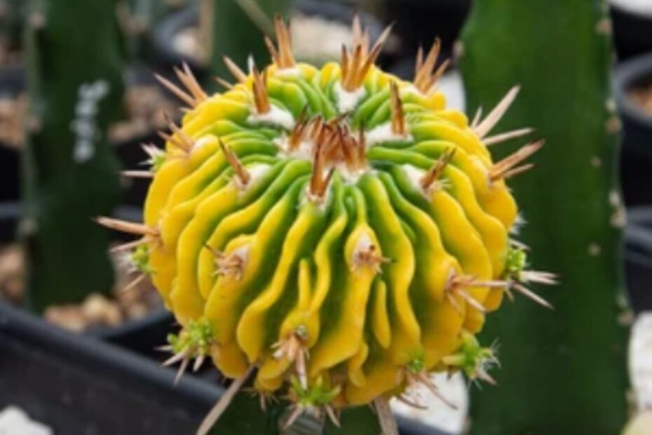 Brain Cactus