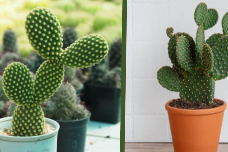 Bunny ear cactus
