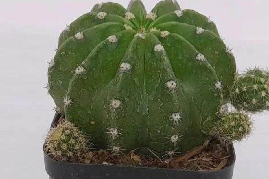 Echinopsis cactus