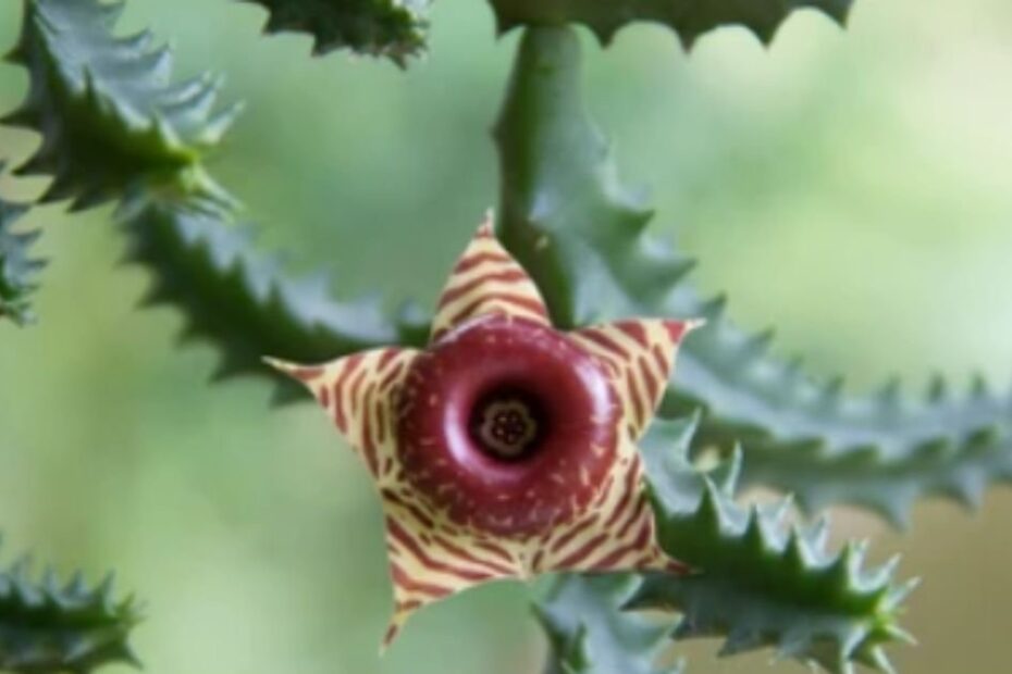 Image of Huernia Cactus