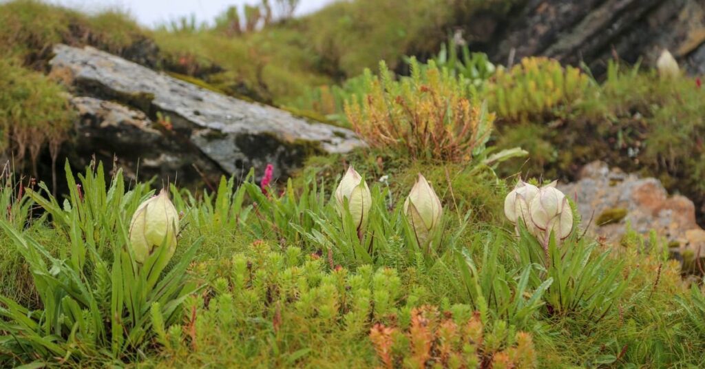 Image of Brahma kamal
