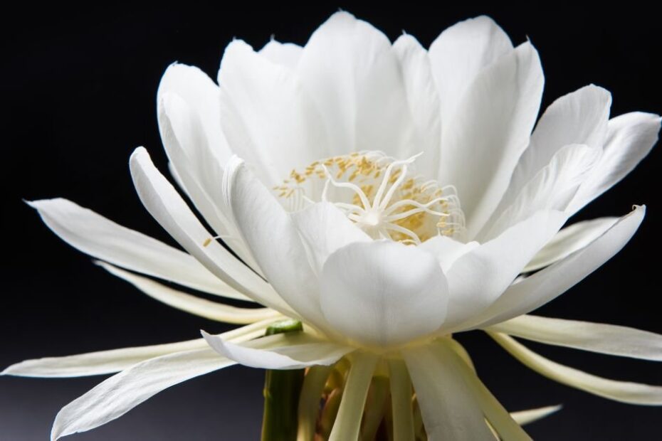 Image of Brahma kamal