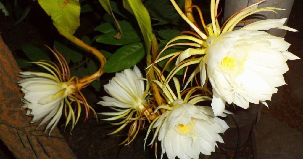 White Brahma Kamal