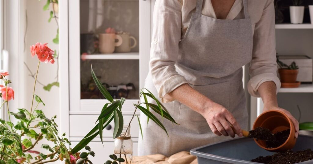 Planting of Brahma Kamal
