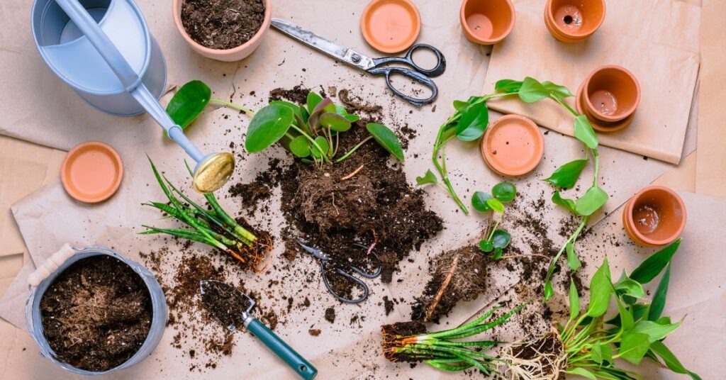 Planting to Propagation Preparation of Brahma Kamal