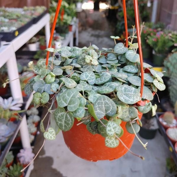 Image of Hanging plant