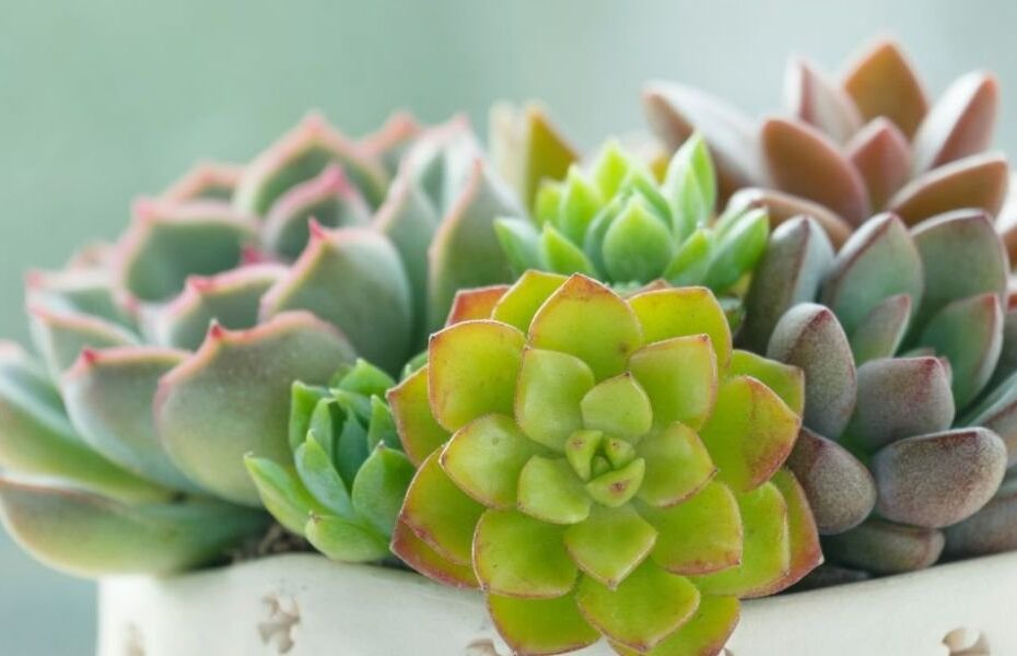 Image of Laxmi Kamal