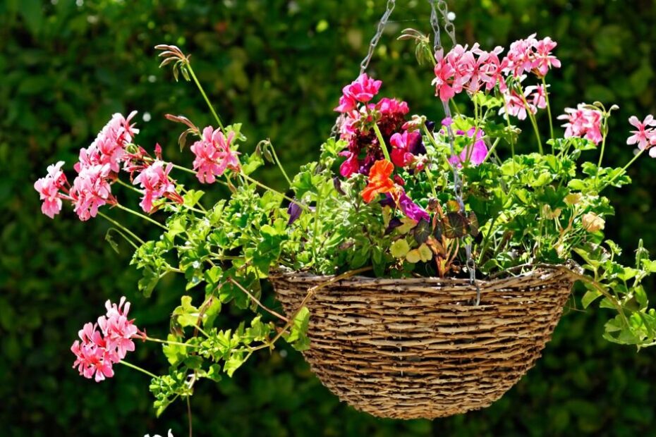 Image of Hanging Plants