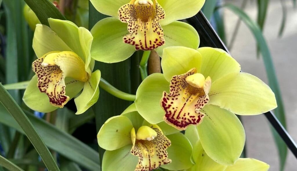 Image of Cymbidium Orchid Plant.