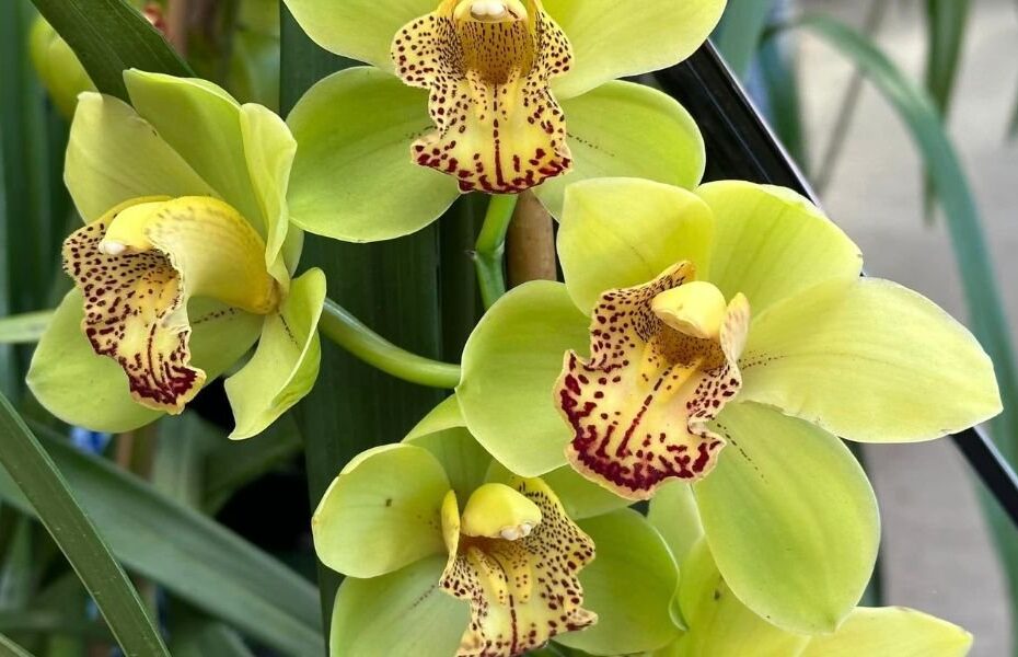 Image of Cymbidium Orchid Plant