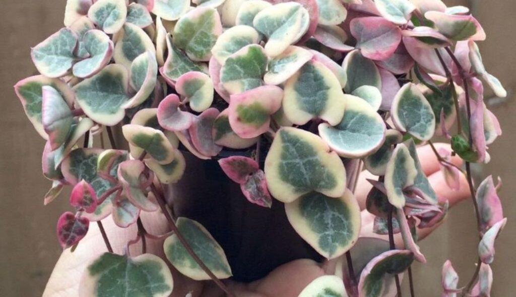 Picture of a string of Hearts plant
