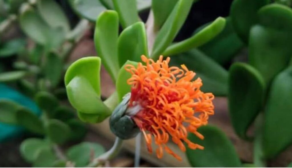 A beautiful picture of Hanging Crassula