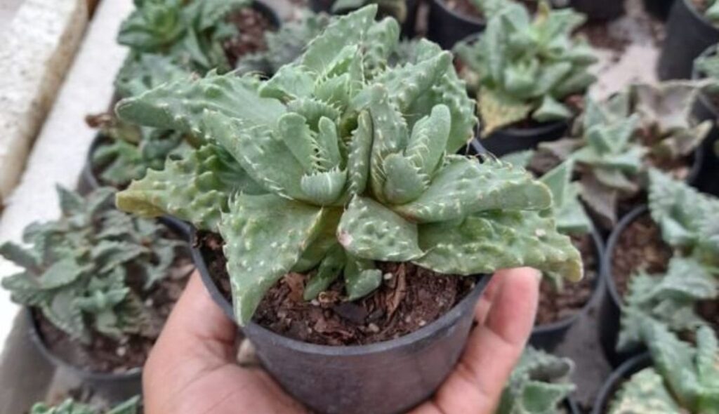 Tiger Jaw Succulent
