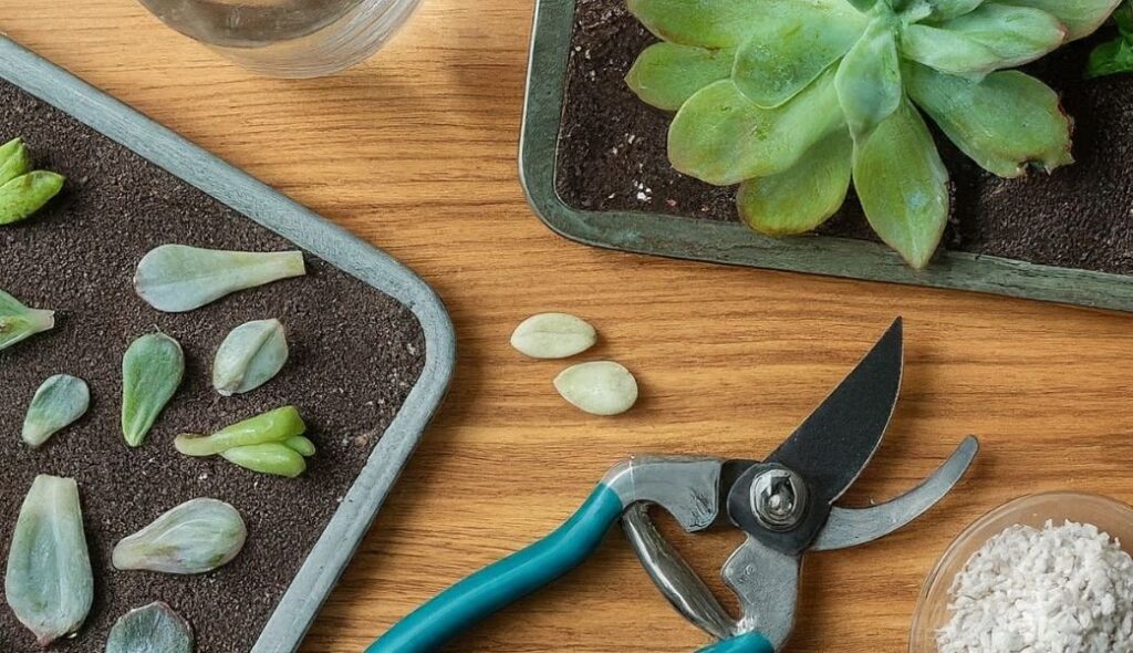 Preparation for the propagation of plants