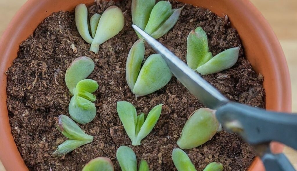 Stem Cutting Propagation: of plants