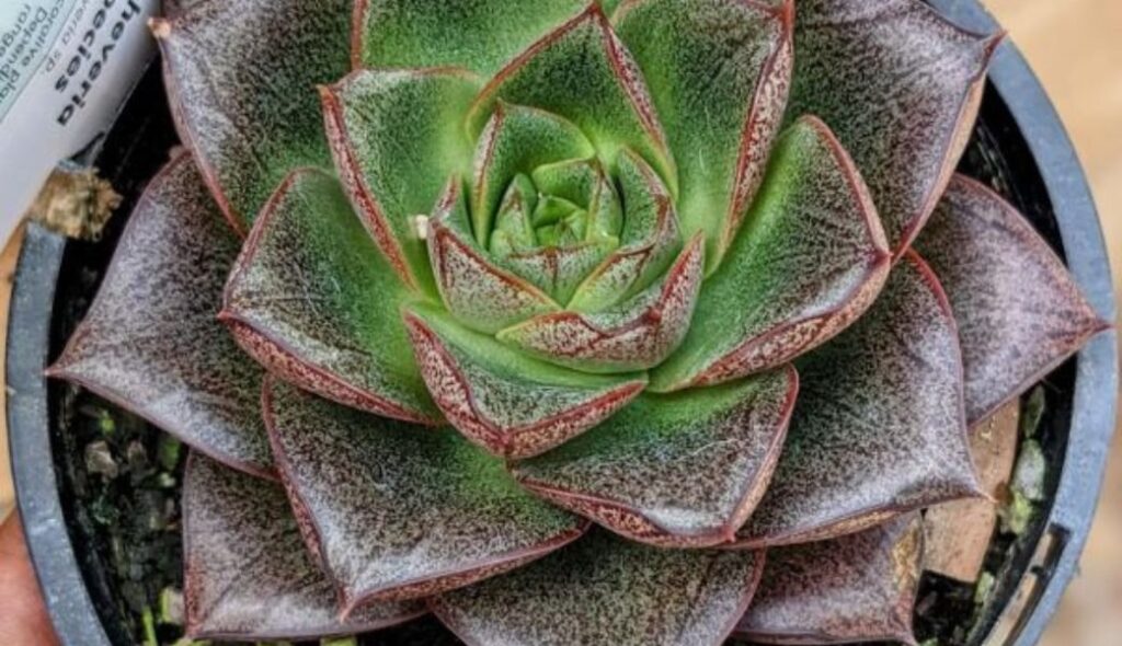 Desk Plants: Echeveria