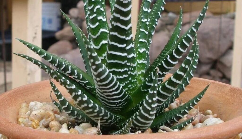 Zebra Plant Succulent