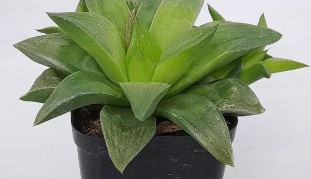 Desk plants: Haworthia Retusa