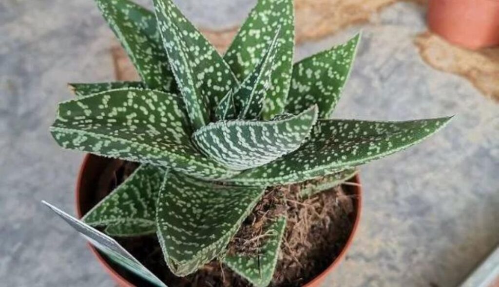 Aloe Vera