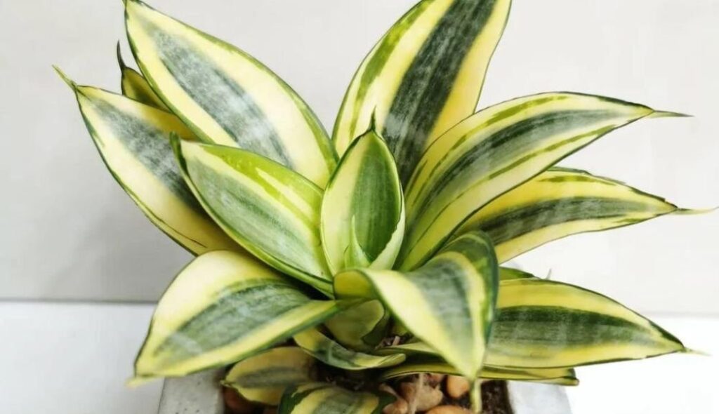 Sansevieria Golden Hahnii (Snake Plant)