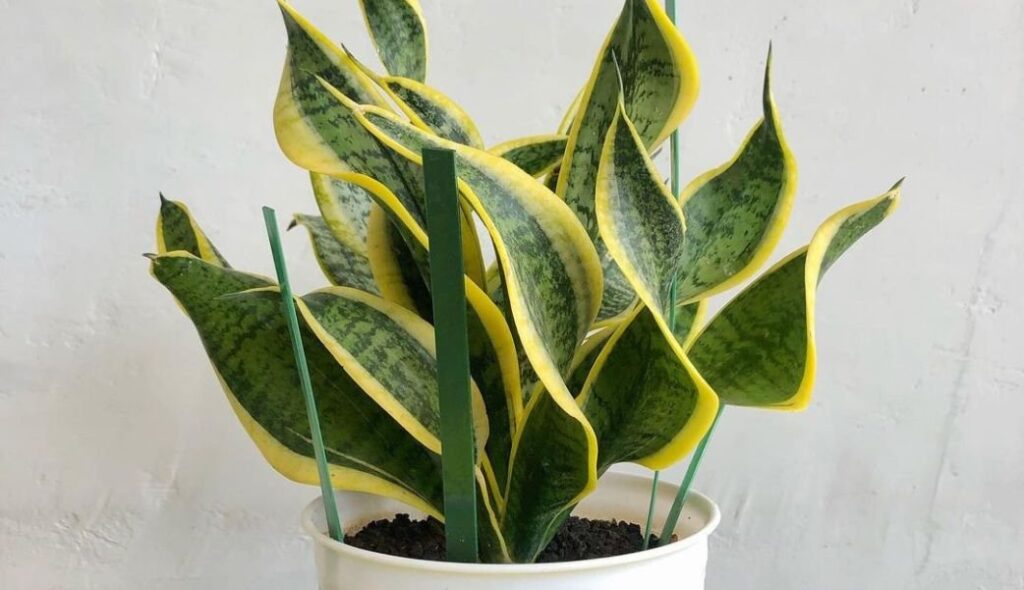 Sansevieria