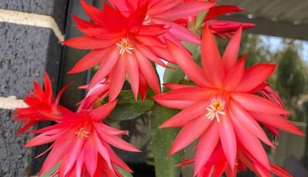 Flowers of Christmas Cactus