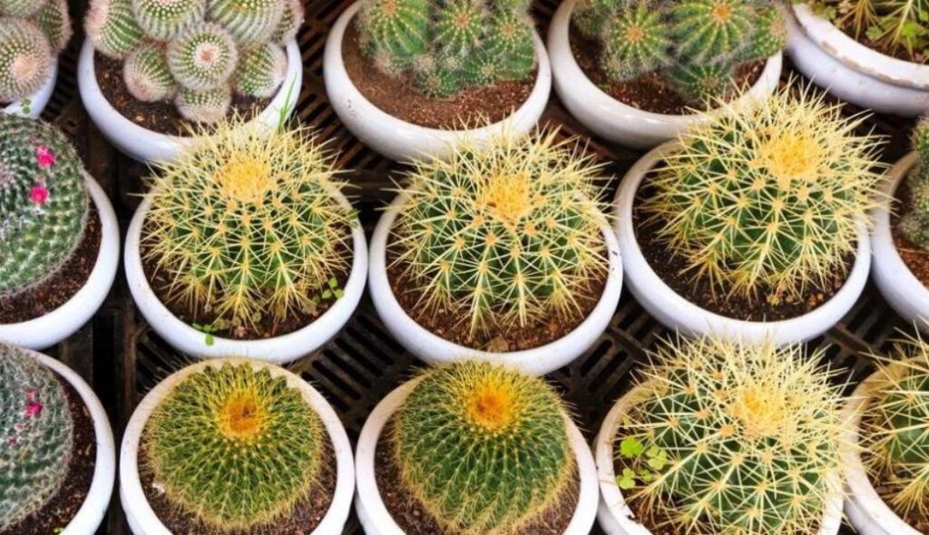 Multiple cacti on Office Desk