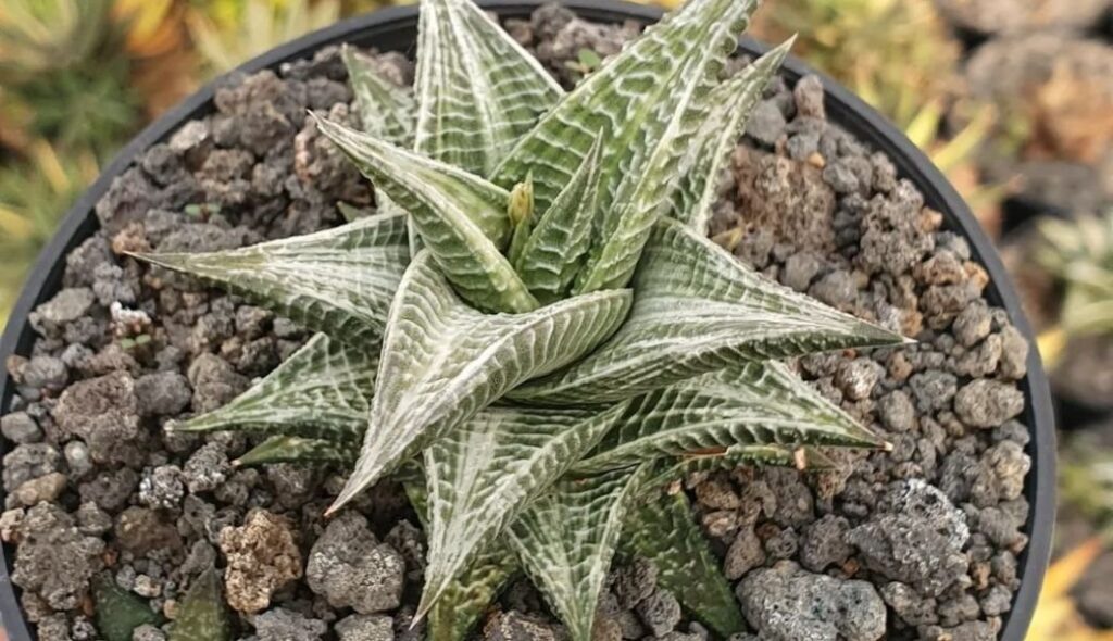 Haworthia