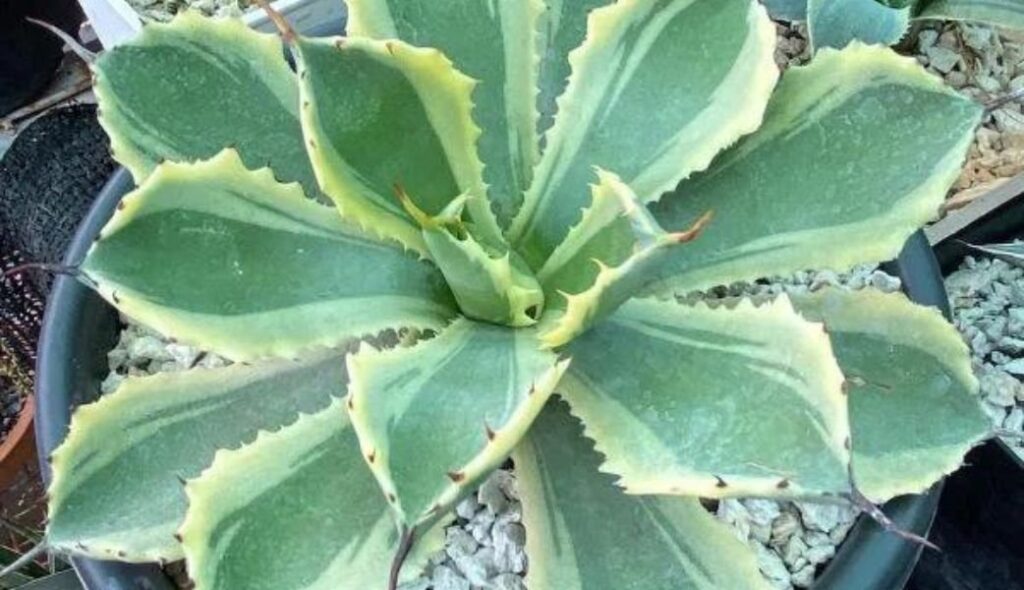 Desk Plants: Agave