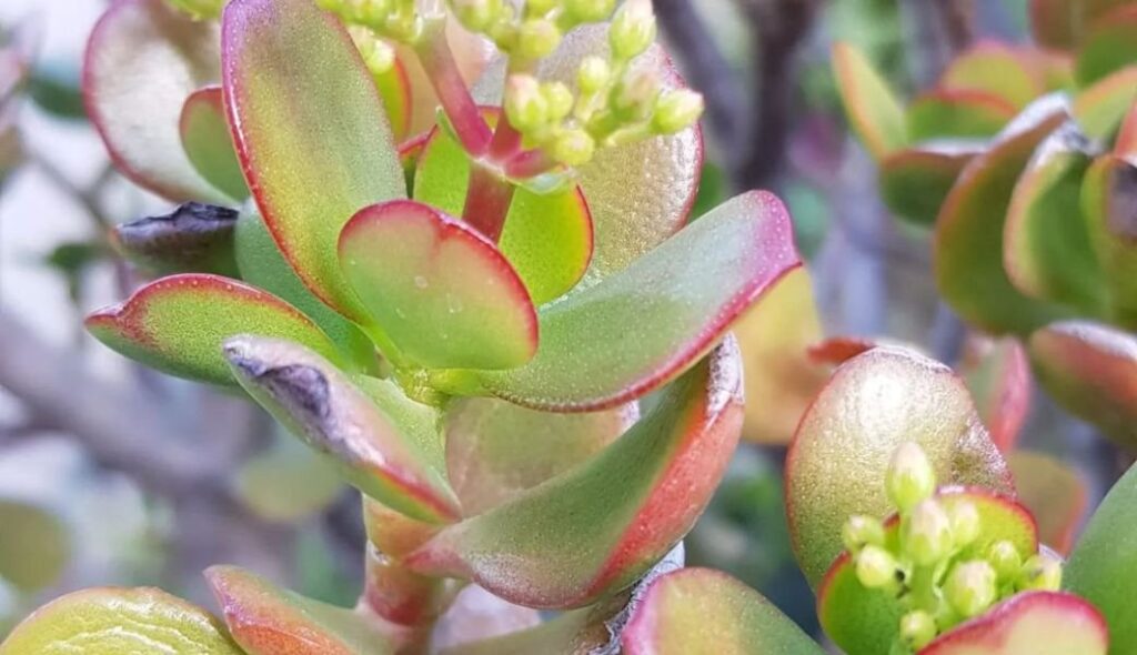 Crassula ovata (Red Tip Crassula)